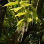 Catalpa bignonioides 'Aurea' peulvruchten